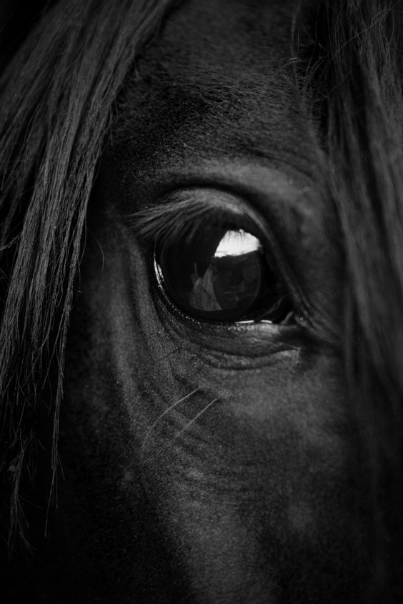 horse-photo