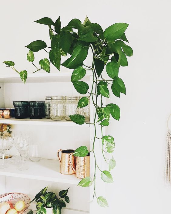 air purifying house plants clean air plants air purifier golden pothos houseplants indoor plants plants decor home decor interior style plant corner nordic style scandinavian living vintage style urban jungle indoor jungle minimalist design boho decor gardening living room decor #houseplants #airpurifyingplants #goldenpothos