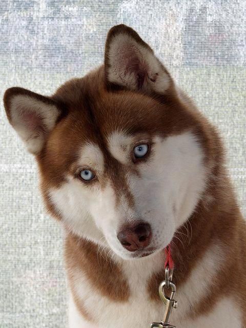 husky know egyetlen lakás korneuburg