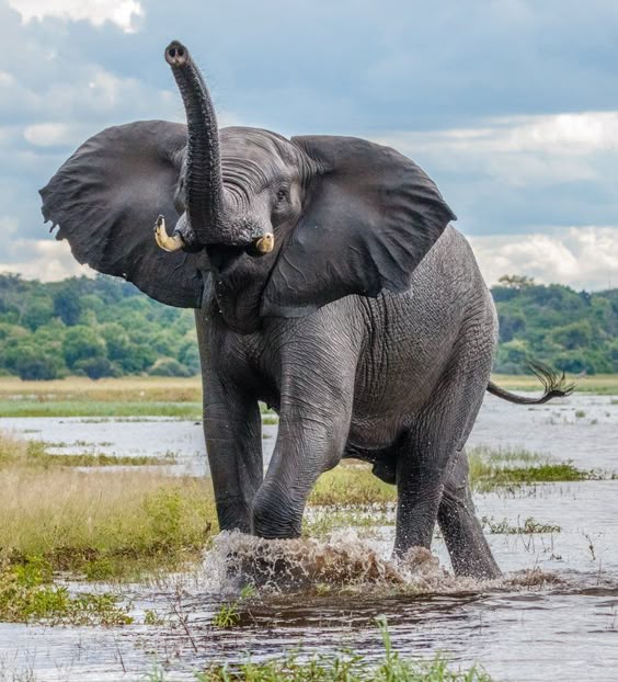 \'Angry Elephant\' by willie1955!