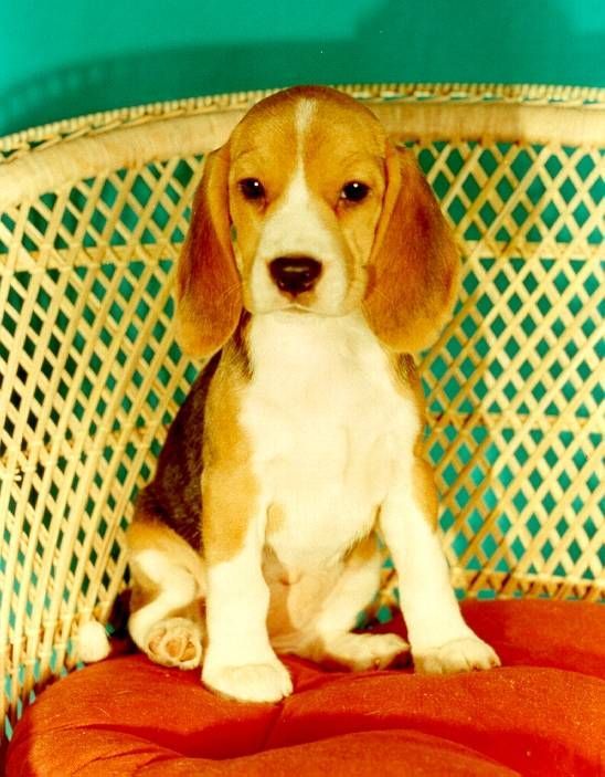 Puppie Cute Photo Beagle Puppy Beagle Puppies