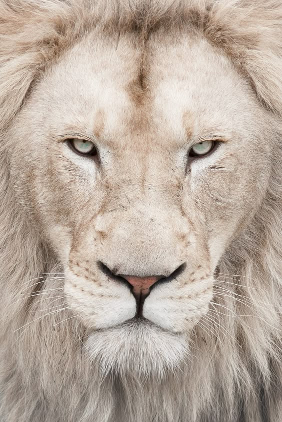 🔥 A white lion 🔥