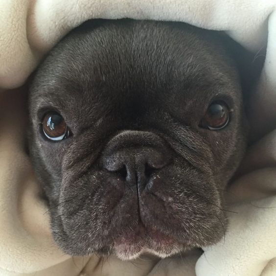 30 Celebrities With French Bulldogs And Their Cute Frenchie