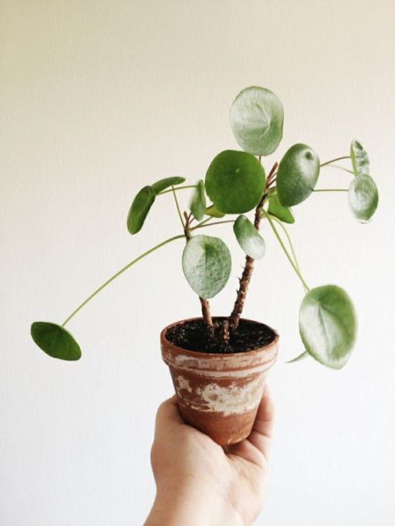 鏡面草pilea Plants Indoor Plants Planting Flowers 鏡面草pilea Plants Indoor Plants Planting Flowers