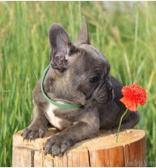 French Bulldog New Orleans Cute French Bulldog Bulldog Puppies