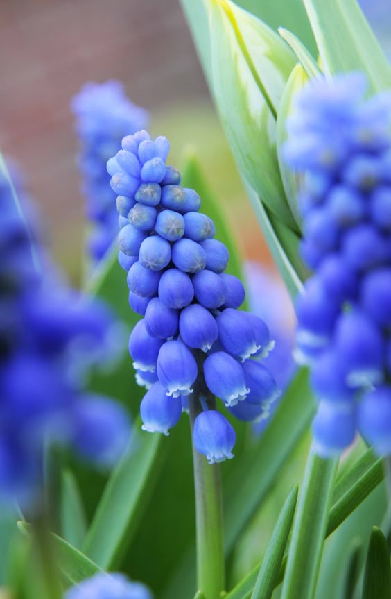 Muscari armeniacum