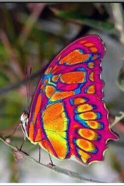 butterfly