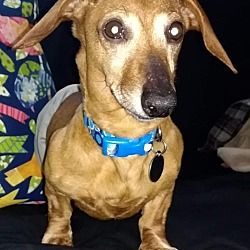 Available Pets At Little Paws Dachshund Rescue In Orangeburg