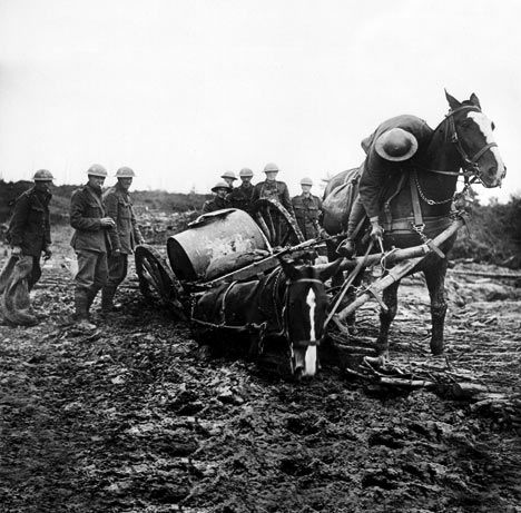 Few pictures show the suffering horses went through in the war. We know that World War I killed some ten million fighting men, almost 800,000 of them British. Much less known is the fate of a million hapless horses, sent to France between 1914 and 1918. Only 62,000 returned.