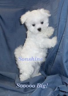 Maltese Puppies Maltese Breeders Maltese Puppies For Sal