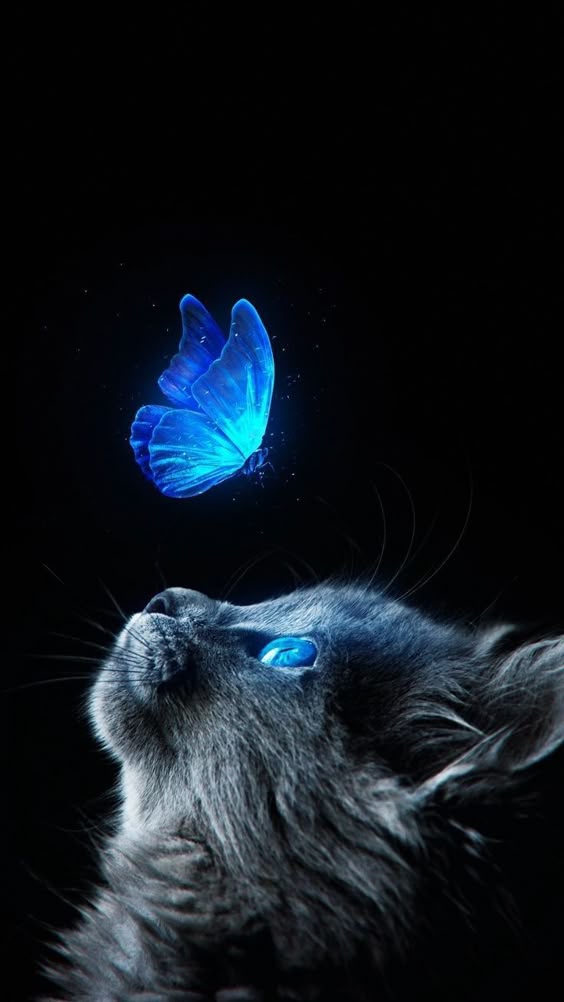 Blue eyes cat ๐ธ๐