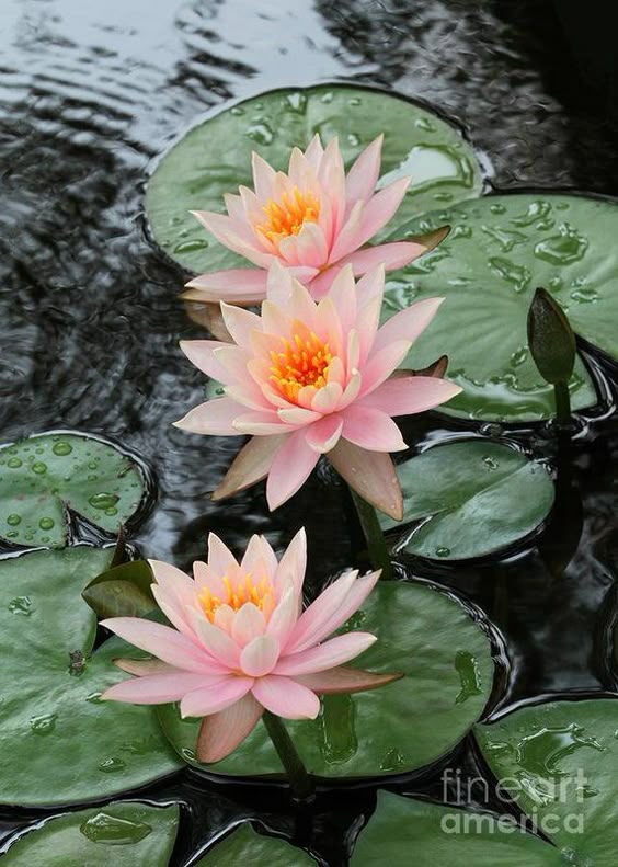 Water Lily Print featuring the photograph Water Lily Trio by Sabrina L Ryan