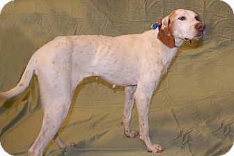 Lexington Ky English Pointer Meet Skelly A Dog For Adoption W