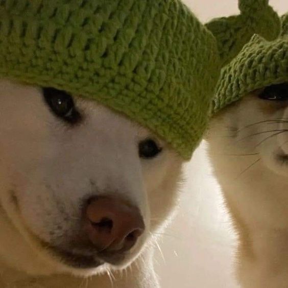 dp-cat
