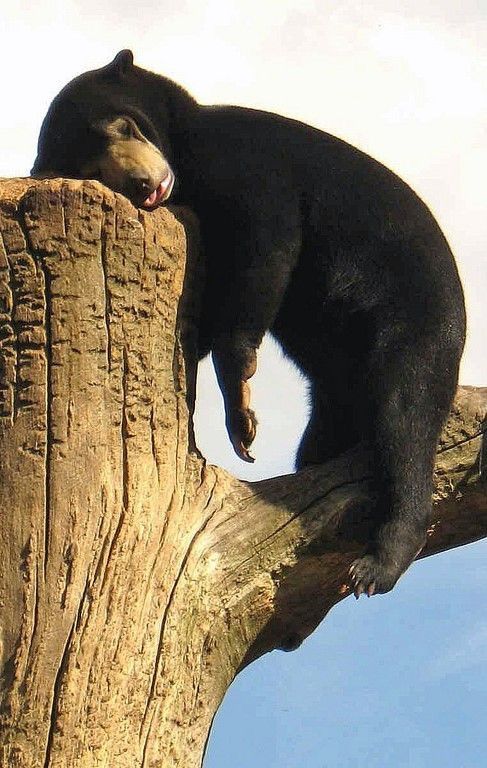 animales tomando la siesta animales tomando la siesta