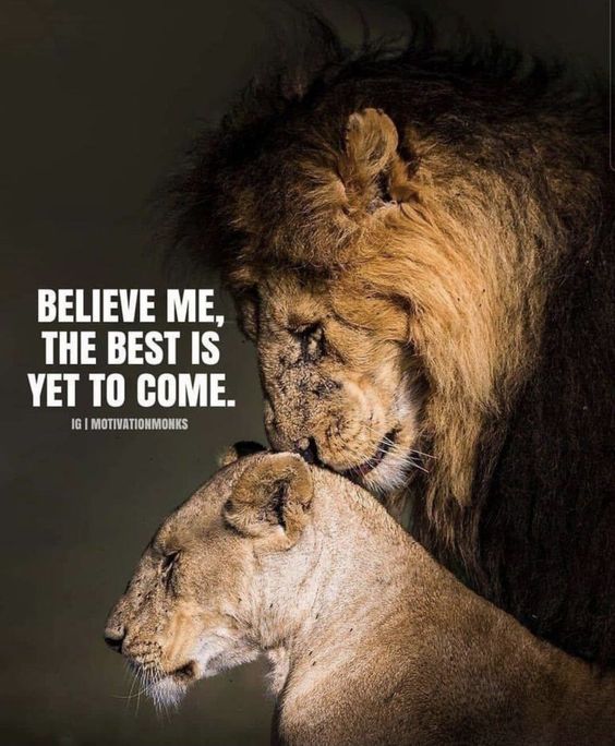 lions-with-good-morning