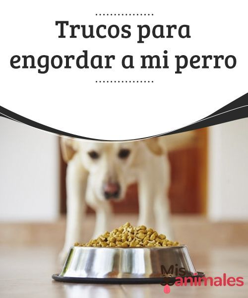 como engordar a mi perro pug como engordar a mi perro pug