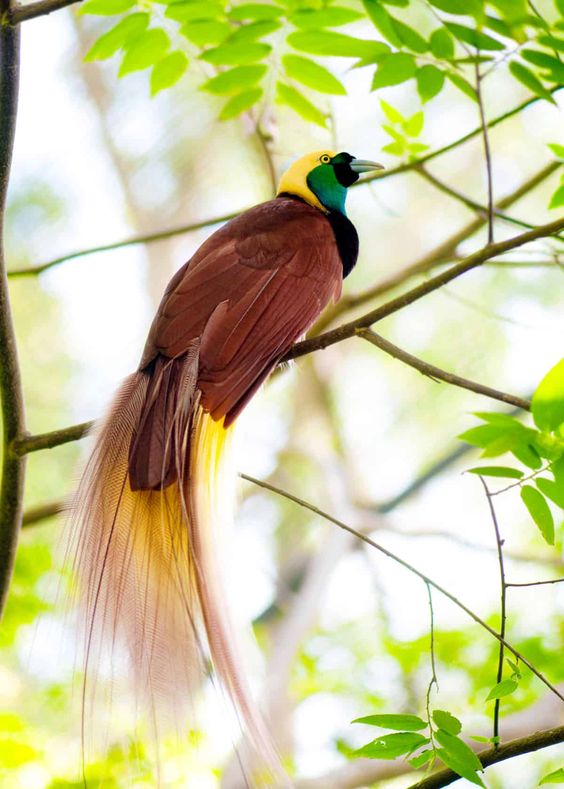 greater birds of paradise perched on a branch