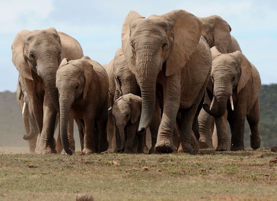20 High-Resolution Elephant Pictures No 9 - African Elephants Herd - HD Wallpapers | Wallpapers Download | High Resolution Wallpapers