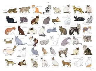 bütün kedi cinsleri