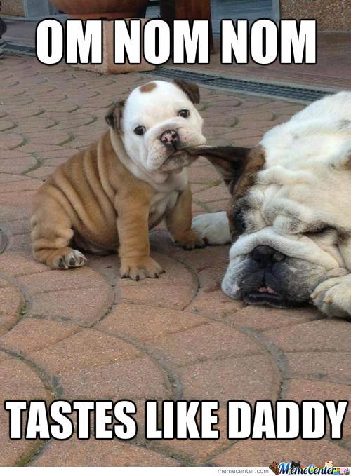 So Sweet Dogs Puppy Funnybulldog So Sweet Dogs Puppy