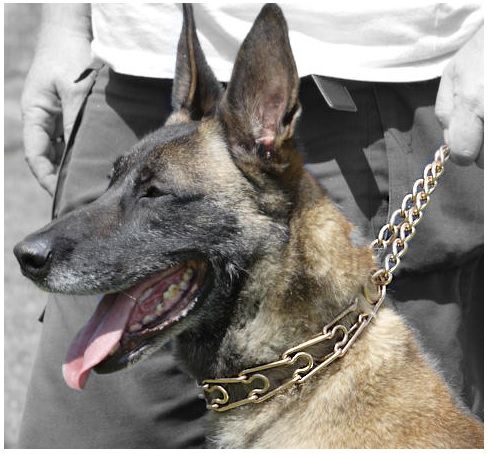 Prong Choke Collars Pros And Cons Training Collar Prong Collar