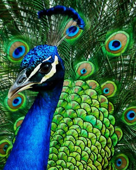 The World\'s 11 Most Beautiful Birds