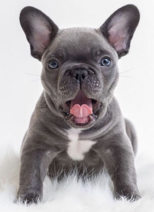 With Light French Bulldog Puppies Bulldog Puppies Bulldog