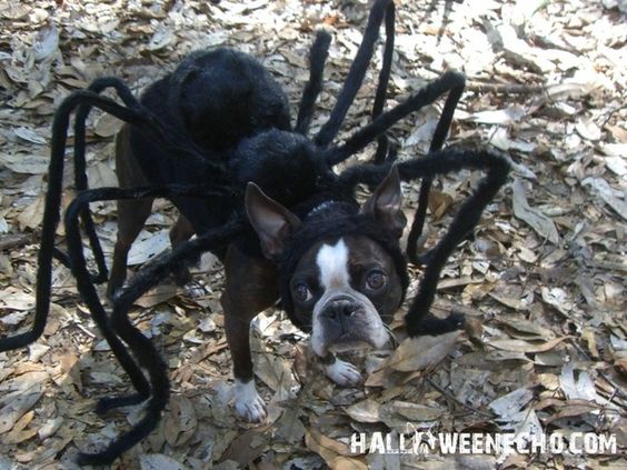 Here are some more of Echo's greatest looks, in case you need inspiration. He's been a spider: