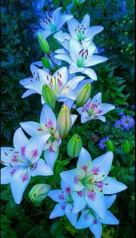 Growing and care for lilies flowers