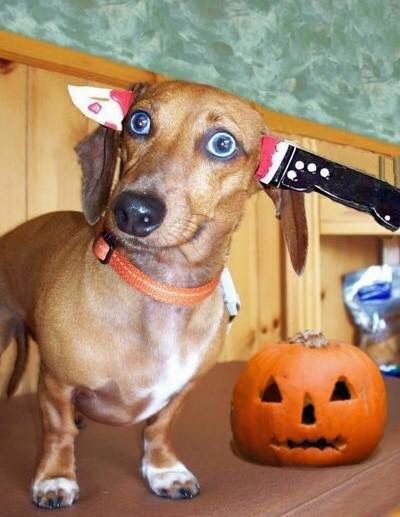 Whether you're dressing up this year for Halloween or not, find your spirit animal to match your style right meow.. and yes you should dress up and flaunt it for that once a year experience.