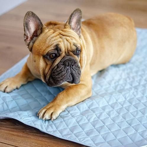 Summer Cooling French Bulldog Furniture Cover French Bulldog