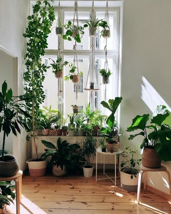 Indoor plants for every taste and location