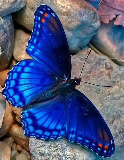 butterfly