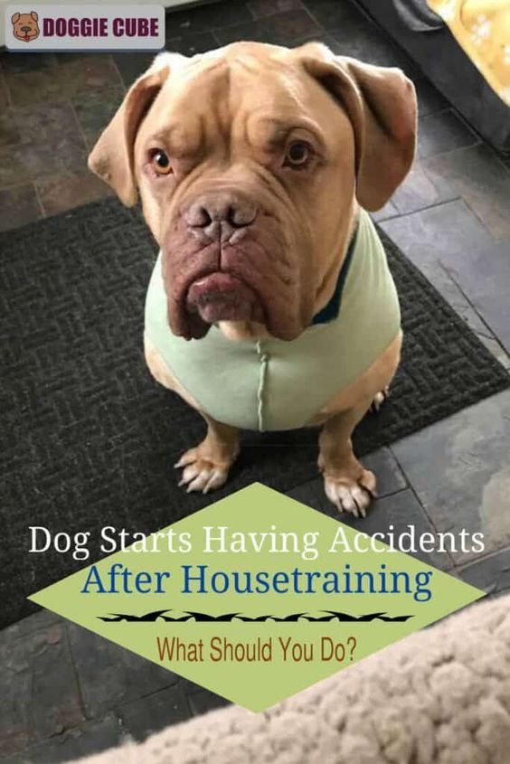 Dog Starts Having Accidents After Housetraining What Should You