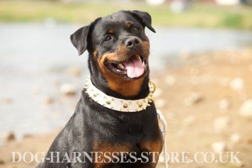 Rottweiler With Fancy Collar Of White Leather Rottweiler