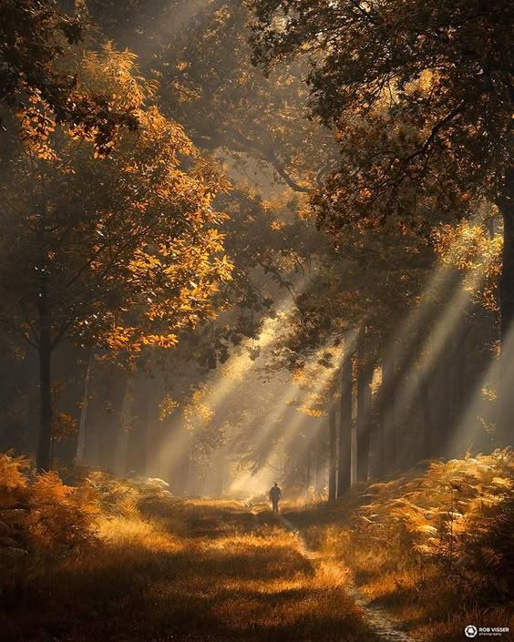 🔥 Strings of autumn, forest in the Netherlands