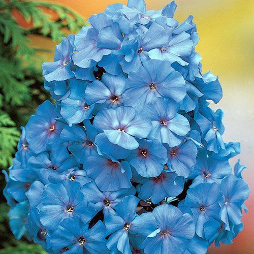 Blue Boy Phlox Phlox Flowers Tall Phlox Flower Seeds