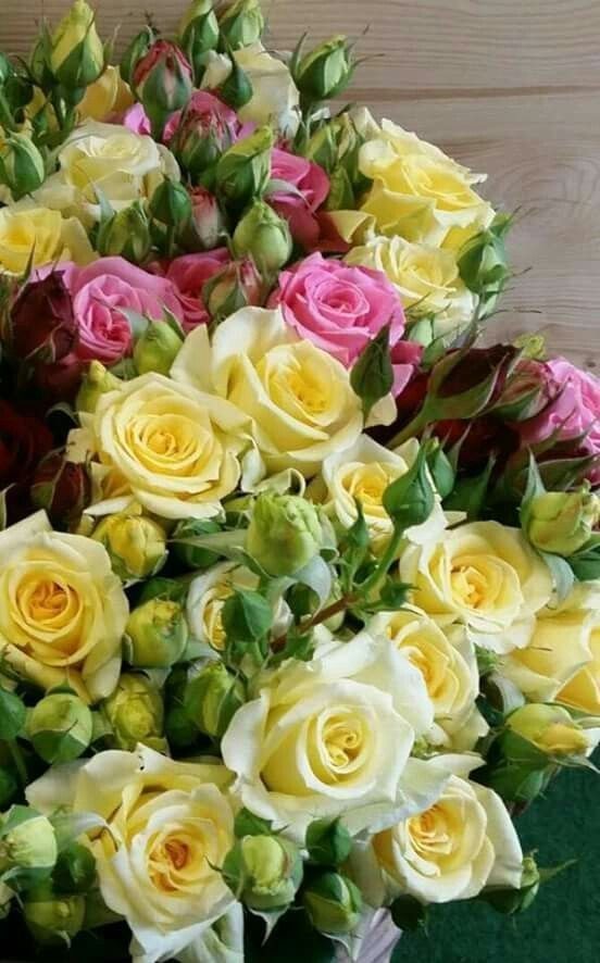 Pinterest Com Krasivye Cvety Krasivye Rozy Rozy