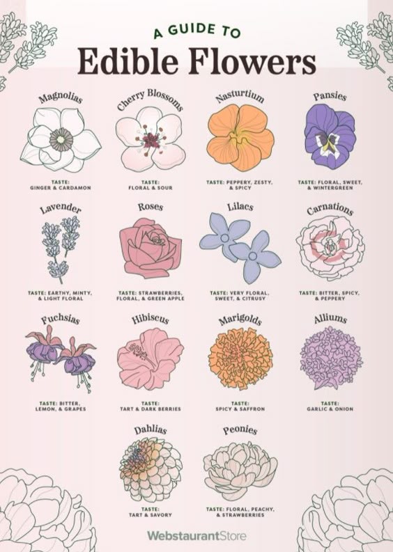 Which Flowers Are Edible?