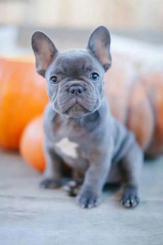 See Our Web Site For Additional Info On Bulldogs It Is An