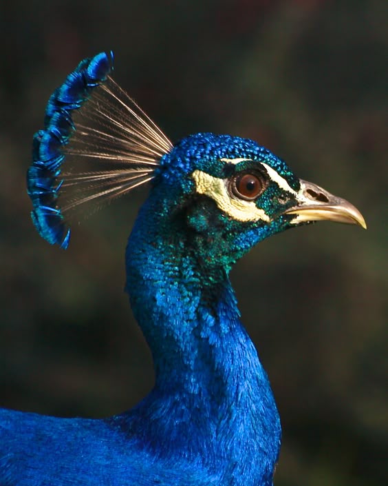 Peacock Portrait