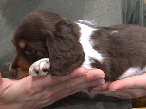 Long Haired Miniature Dachshund Puppies For Sale Splendor Farms