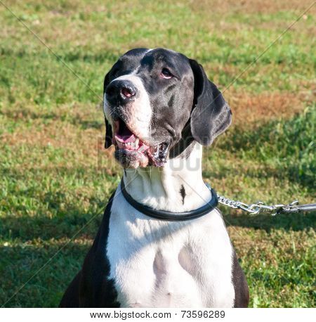 Big Dog Portrait Close Up Poster Dog Portraits Big Dogs Black