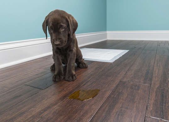 12 Reasons Hardwood Floors Might Not Be Right For Your Home Dog Smell Cleaning - Hardwood Floors Or Laminate With Dogs