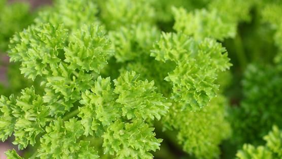 How To Grow Parsley Parsley Herbs Growing Veggies