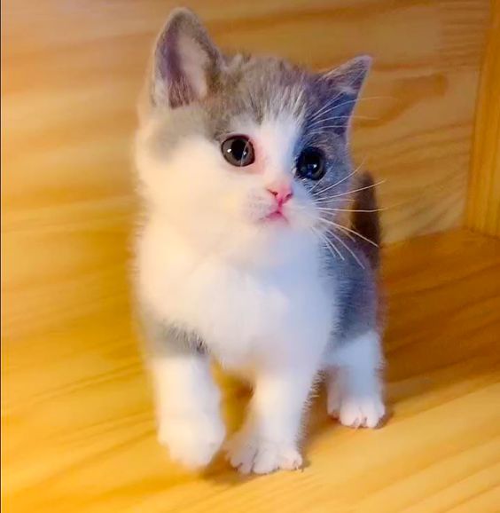 Baby Cats - Cute and Funny Cat Videos Compilation #11