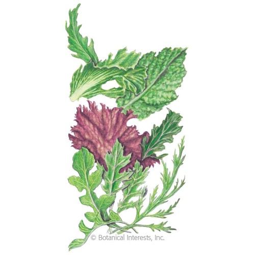 Johnsons Seeds Lettuce Salad Bowl Seed