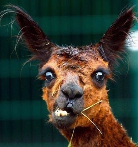 This llama is stressed because she just found out she has a bunch of cavities.