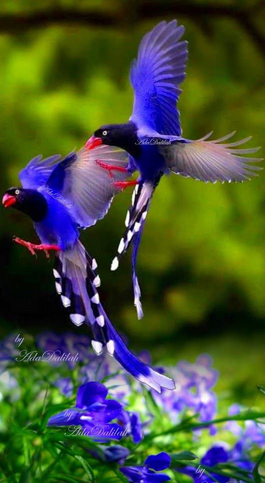 Sign in | Beautiful birds, Most beautiful birds, Animals beautiful